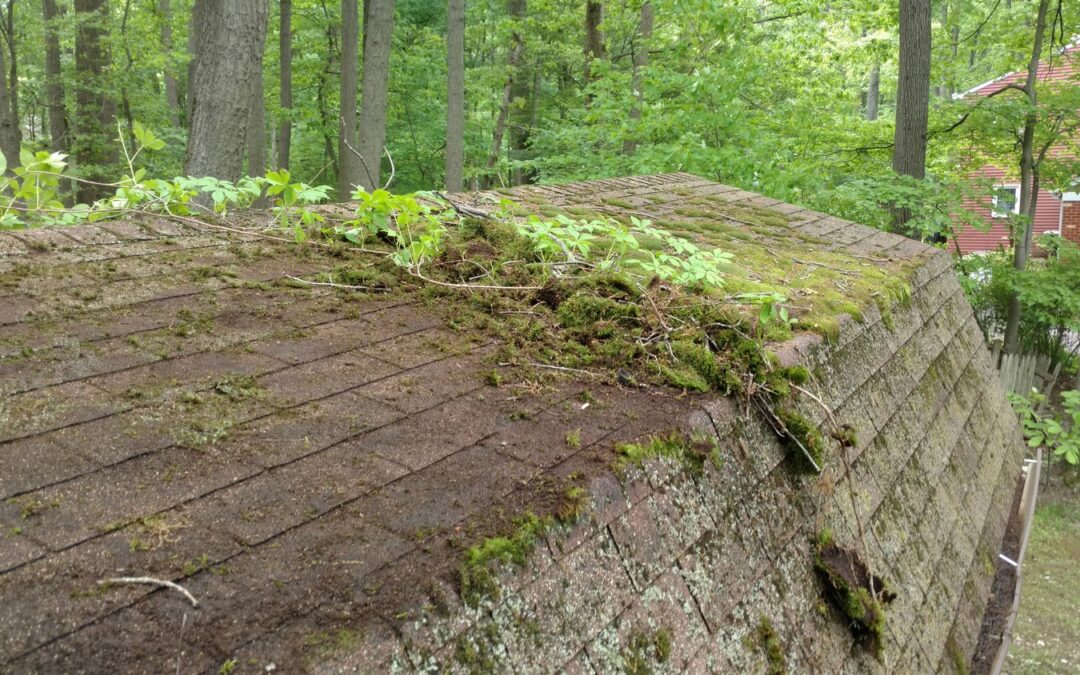 Roof Cleaning Baltimore MD