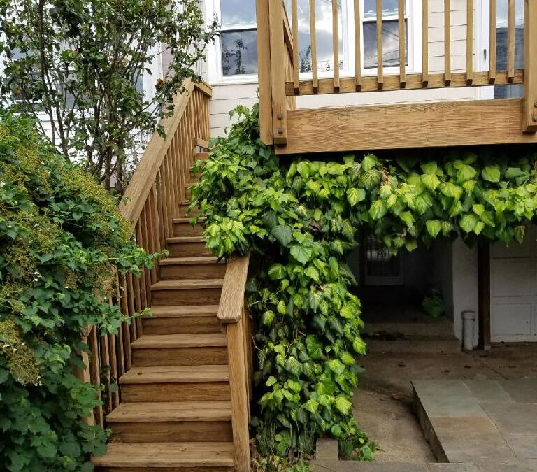 Sorrounded by Beutiful Greenery?